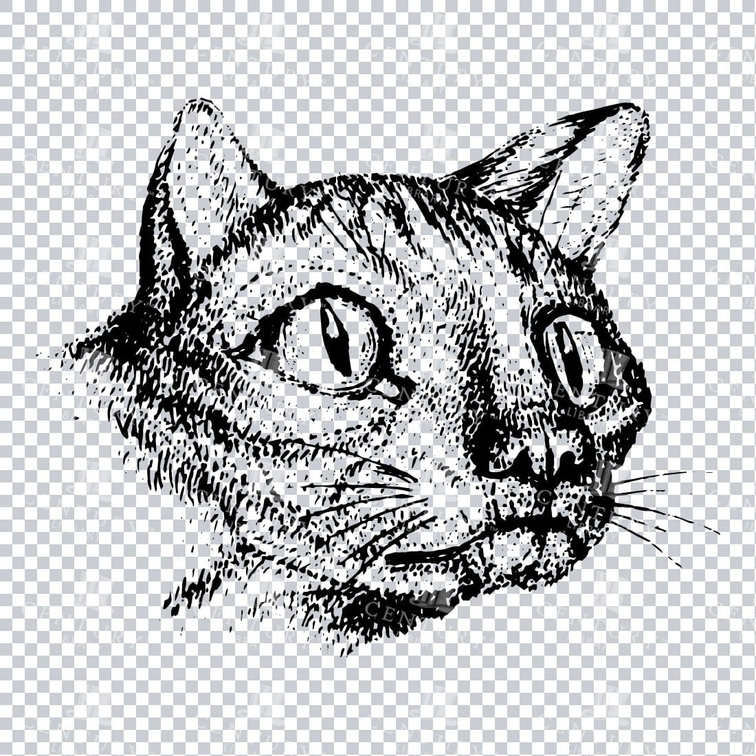 Vintage Line Art PNG Illustration of Cat Face