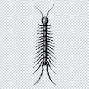Vintage Line Art PNG Illustration of a Centipede - Insect No.1