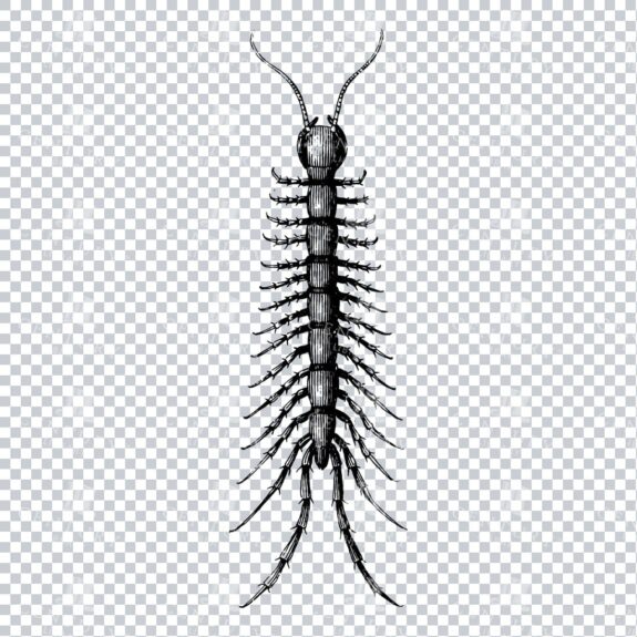 Vintage Line Art PNG Illustration of a Centipede - Insect No.1