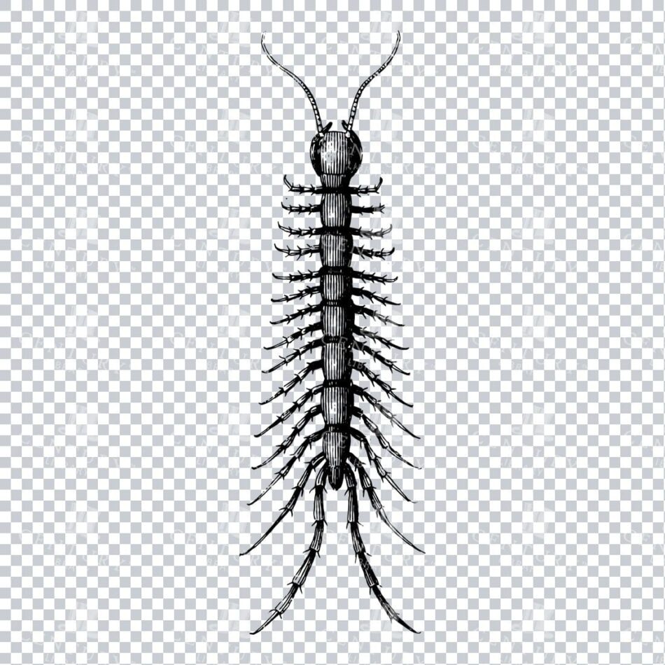 Vintage Line Art PNG Illustration of a Centipede - Insect No.1
