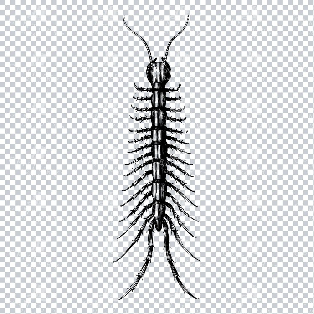 Vintage Line Art PNG Illustration of a Centipede - Insect No.1