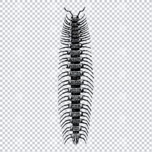 Vintage Line Art PNG Illustration of a Centipede - Insect No.2
