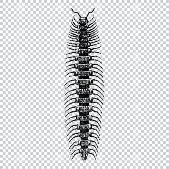 Vintage Line Art PNG Illustration of a Centipede - Insect No.2