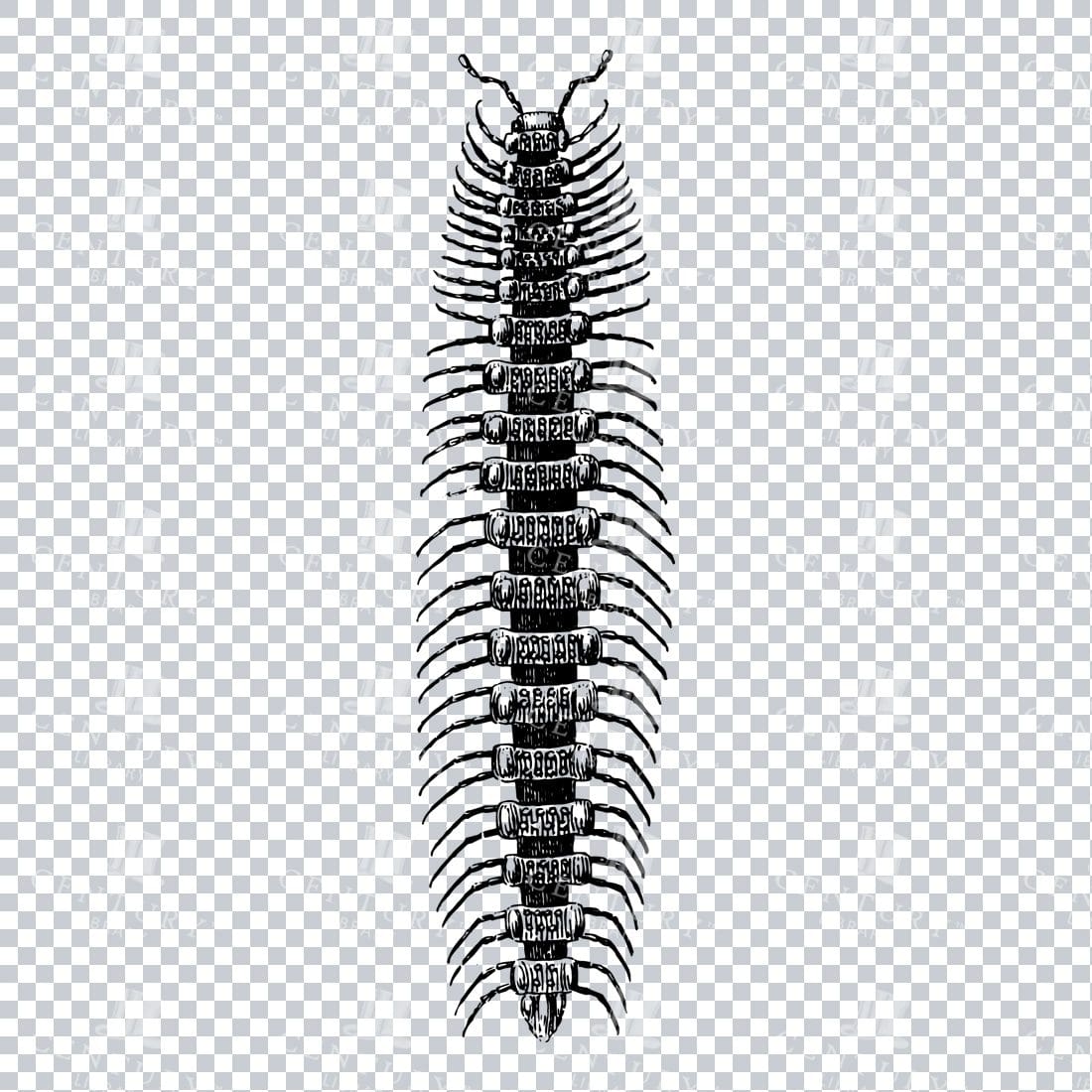 Vintage Line Art PNG Illustration of a Centipede - Insect No.2