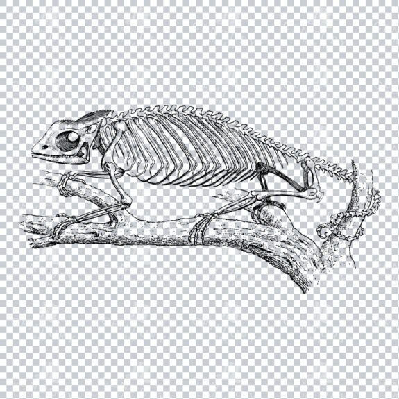 Vintage Line Art PNG Illustration of the Skeleton of a Cameleon Reptile No.1