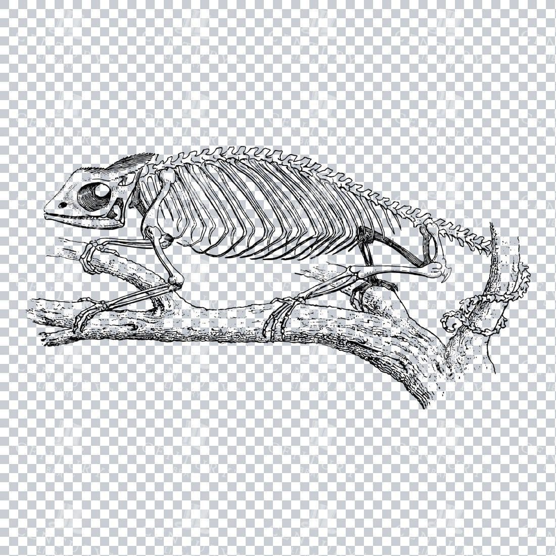 Vintage Line Art PNG Illustration of the Skeleton of a Cameleon Reptile No.1