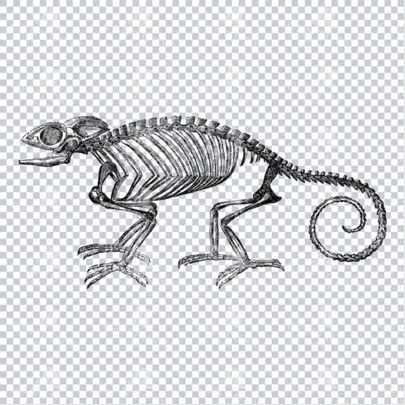 Vintage Line Art PNG Illustration of the Skeleton of a Cameleon Reptile No.2