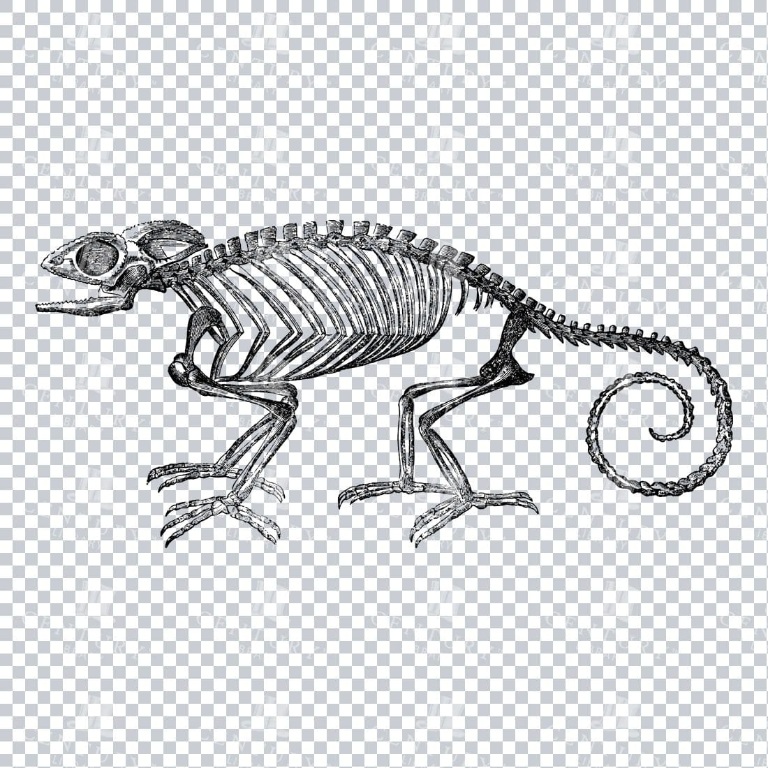 Vintage Line Art PNG Illustration of the Skeleton of a Cameleon Reptile No.2