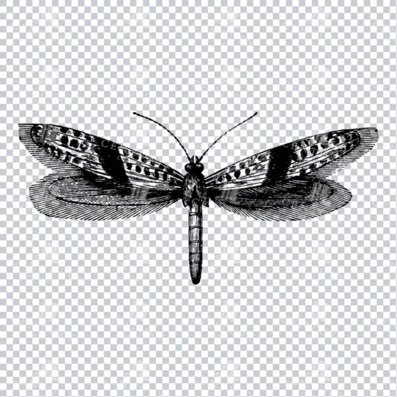 Vintage Line Art PNG Illustration of a Clothes Moth - Insect