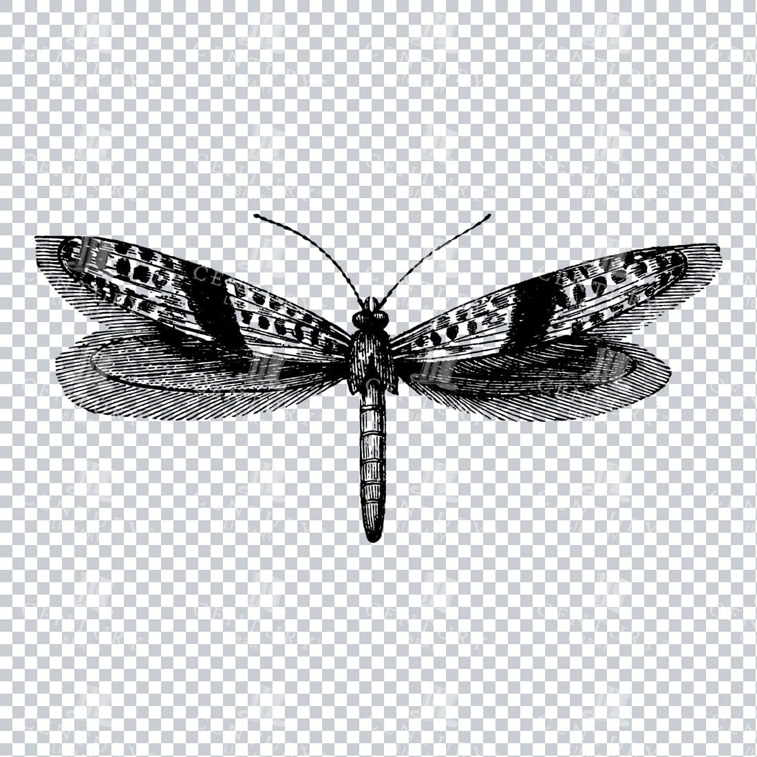 Vintage Line Art PNG Illustration of a Clothes Moth - Insect