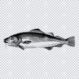 Vintage Line Art PNG Illustration of a Cod Fish