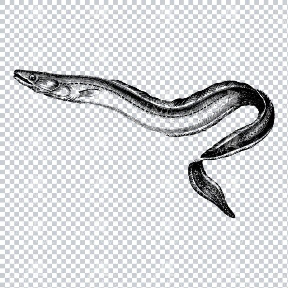 Vintage Line Art PNG Illustration of a Conger Fish