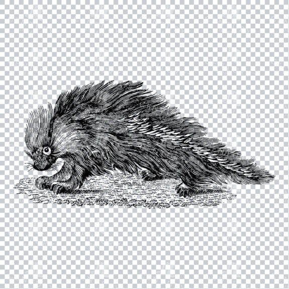 Vintage Line Art PNG Illustration of a Couando