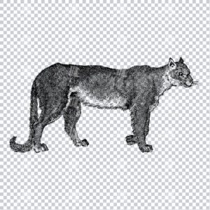 Hand Crafted Line Art PNG Illustration of a Cougar - Wild Cat