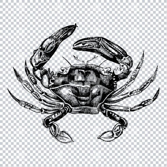 Line Art Illustration PNG - Crab