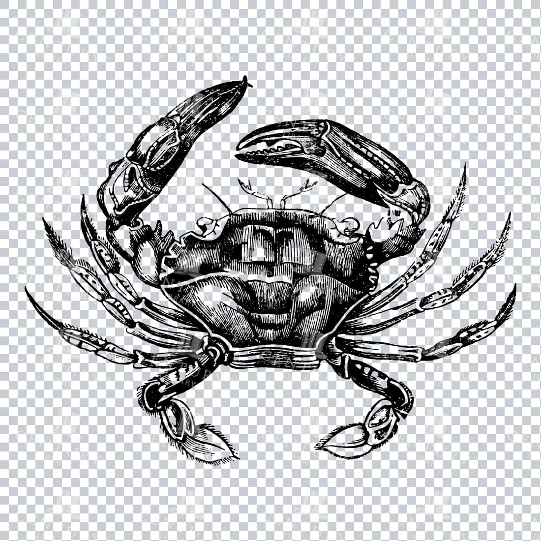 Line Art Illustration PNG - Crab