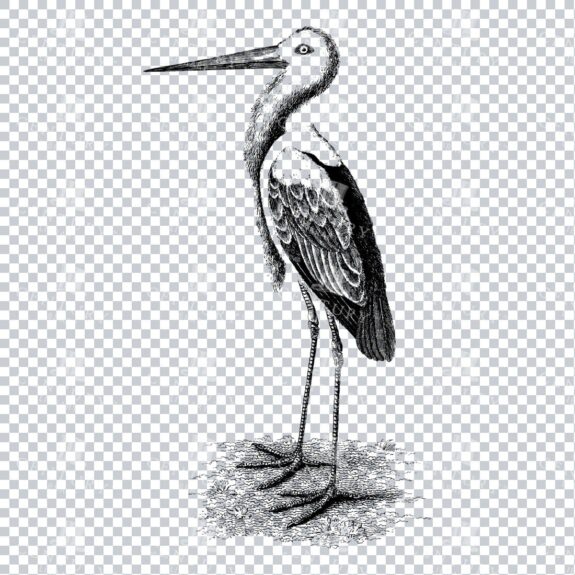 Antique Line Art Illustration of a Stork Bird