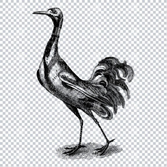 Vintage Line Art Illustration of a Bird