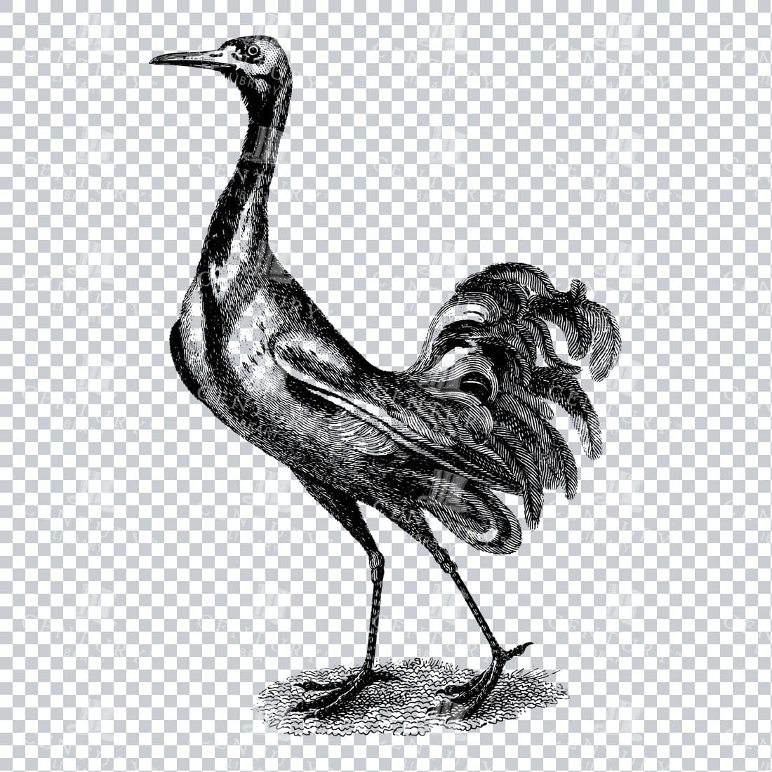 Vintage Line Art Illustration of a Bird