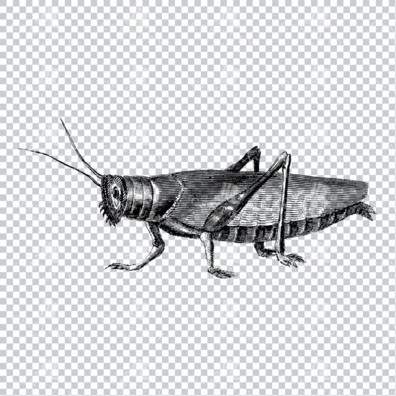 Vintage Line Art Illustration of a Cricket