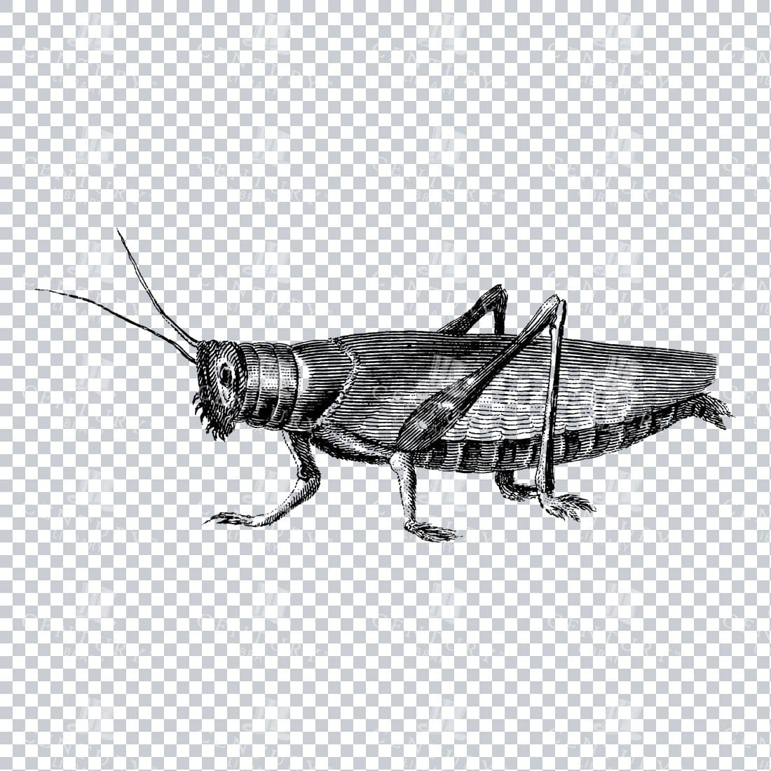 Vintage Line Art Illustration of a Cricket