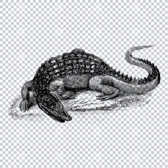 Vintage Black and White PNG Illustration of a Crocodile