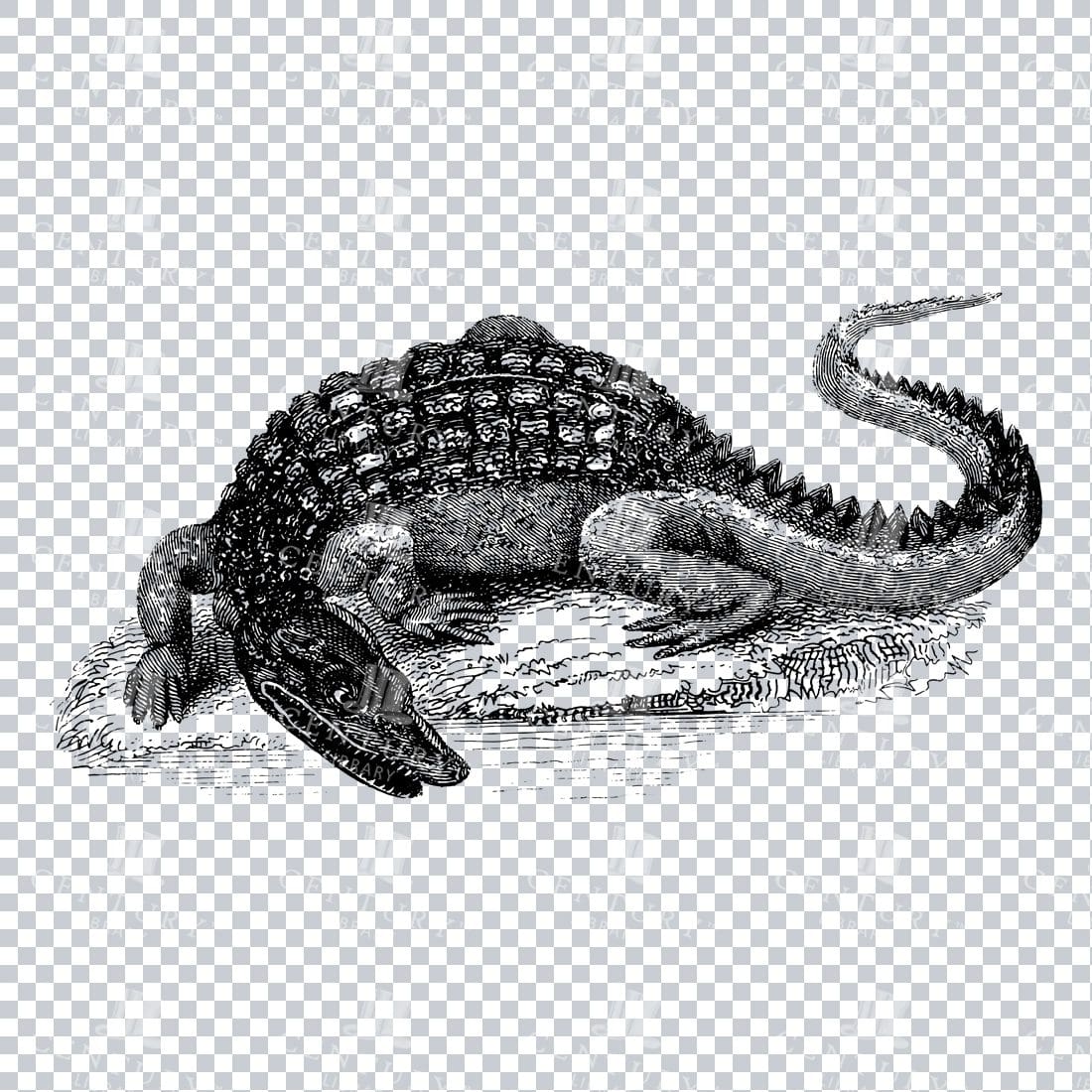 Vintage Black and White PNG Illustration of a Crocodile