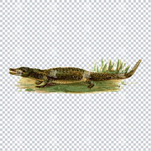 Vintage Colored Illustration of a Crocodile on Grass
