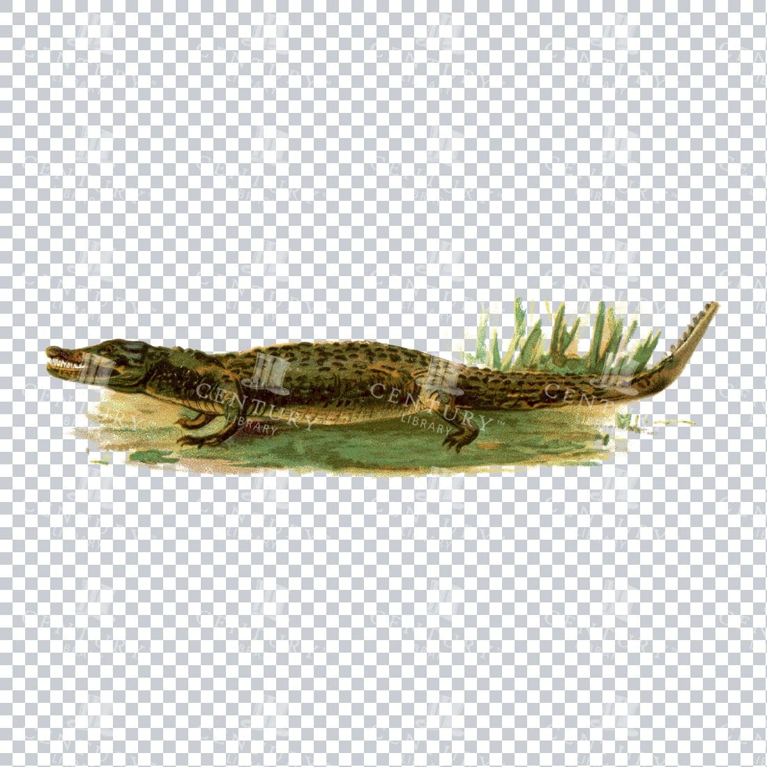 Vintage Colored Illustration of a Crocodile on Grass