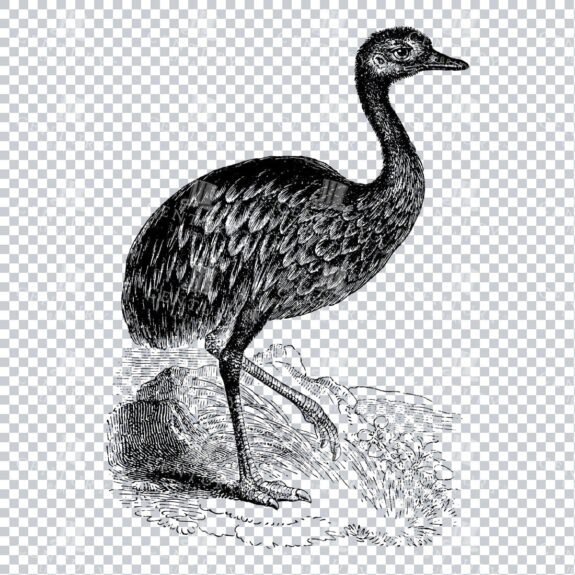 Vintage Line Art Natural History Illustration of a Rhea Bird