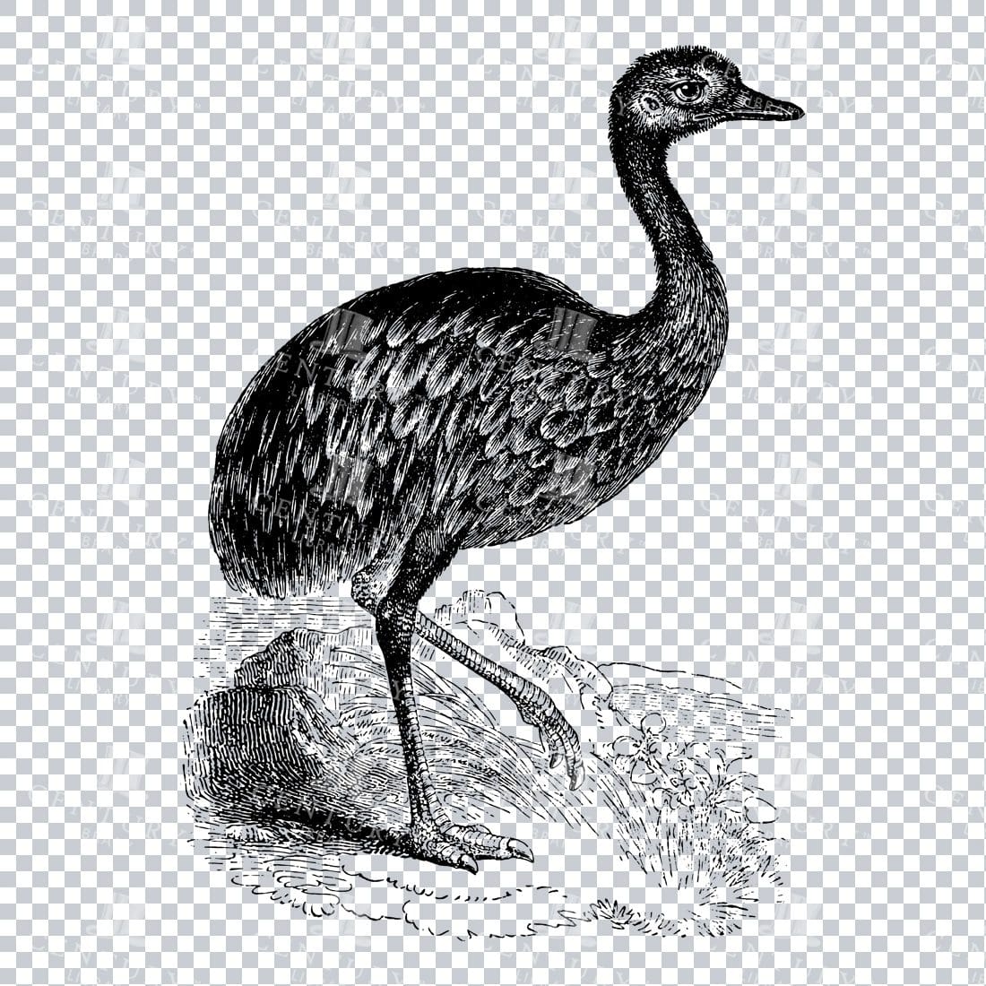 Vintage Line Art Natural History Illustration of a Rhea Bird