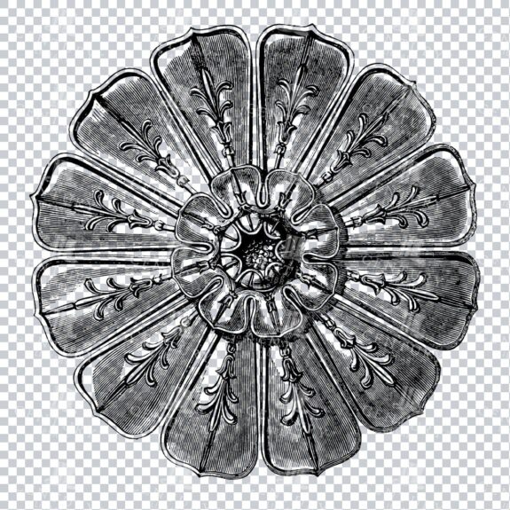 Antique Line Art Illustration of a Decorative Flower Head