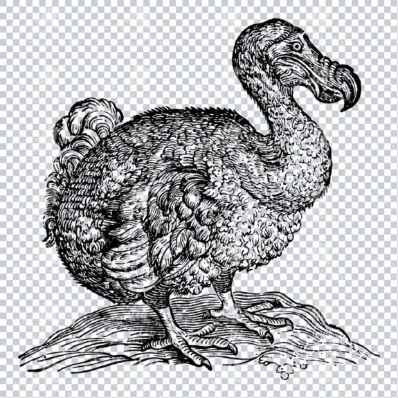 Vintage Line Art Illustration of a Dodo Bird No.1