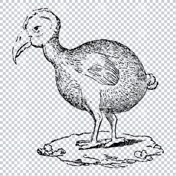 Vintage Line Art Illustration of a Dodo Bird No.2