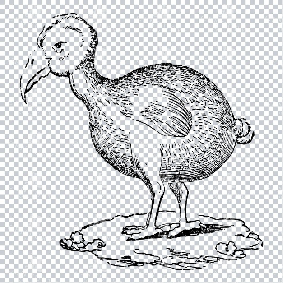 Vintage Line Art Illustration of a Dodo Bird No.2