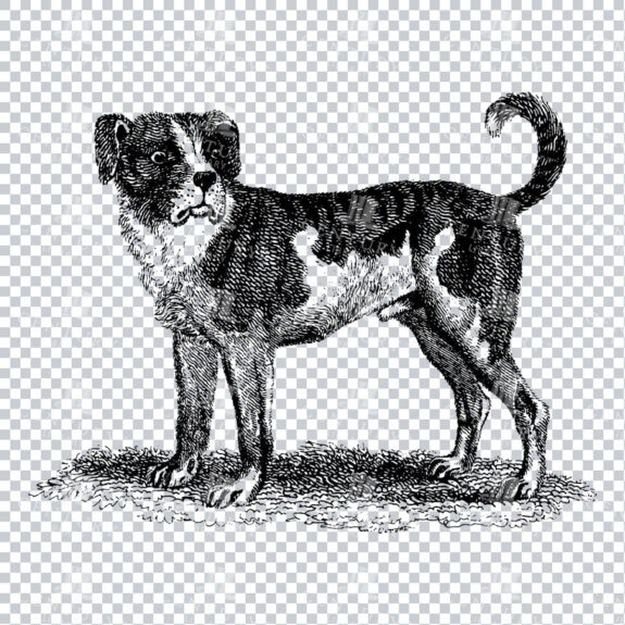 Vintage Artwork - Black and White Drawing of a Dog