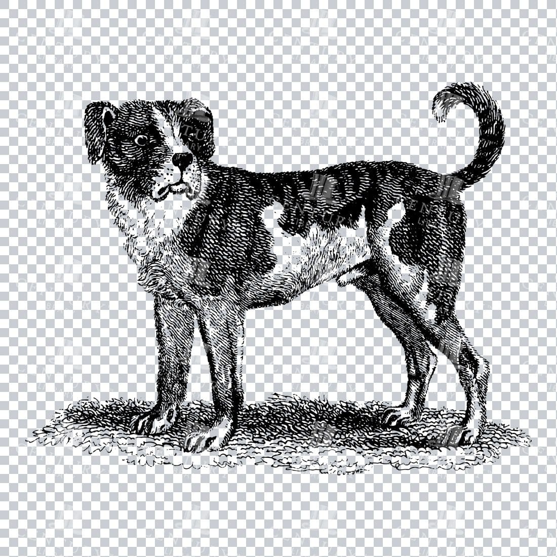 Vintage Artwork - Black and White Drawing of a Dog