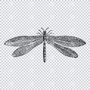 Antique Clipart Drawing of a Dragonfly No.1