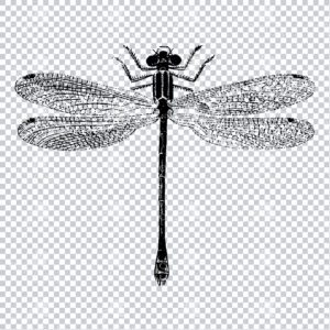 Antique Clipart Drawing of a Dragonfly No.2