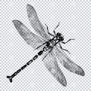 Antique Clipart Drawing of a Dragonfly No.3