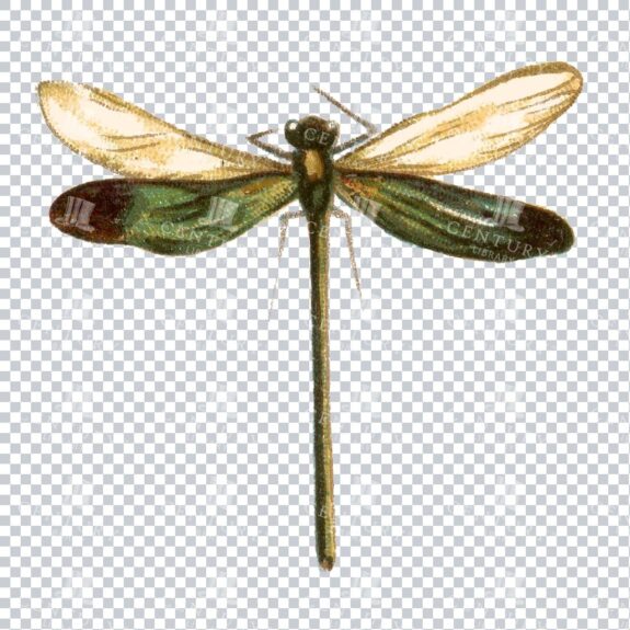 Vintage Color Illustration of a Dragonfly