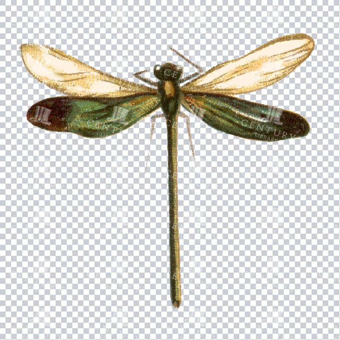 Vintage Color Illustration of a Dragonfly