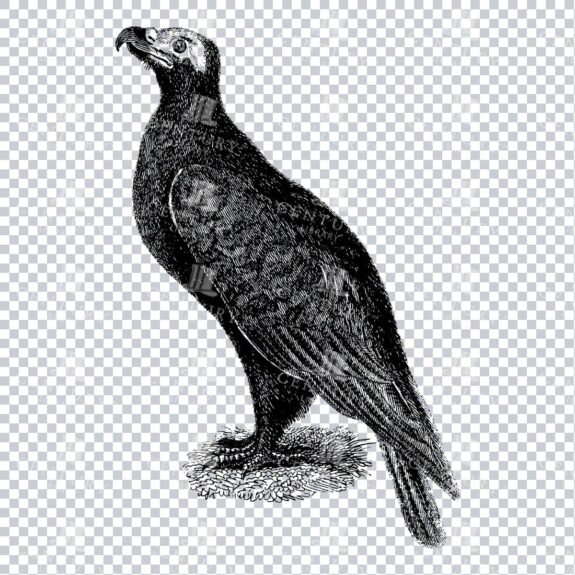 Vintage Line Art Illustration of an Eagle No.1