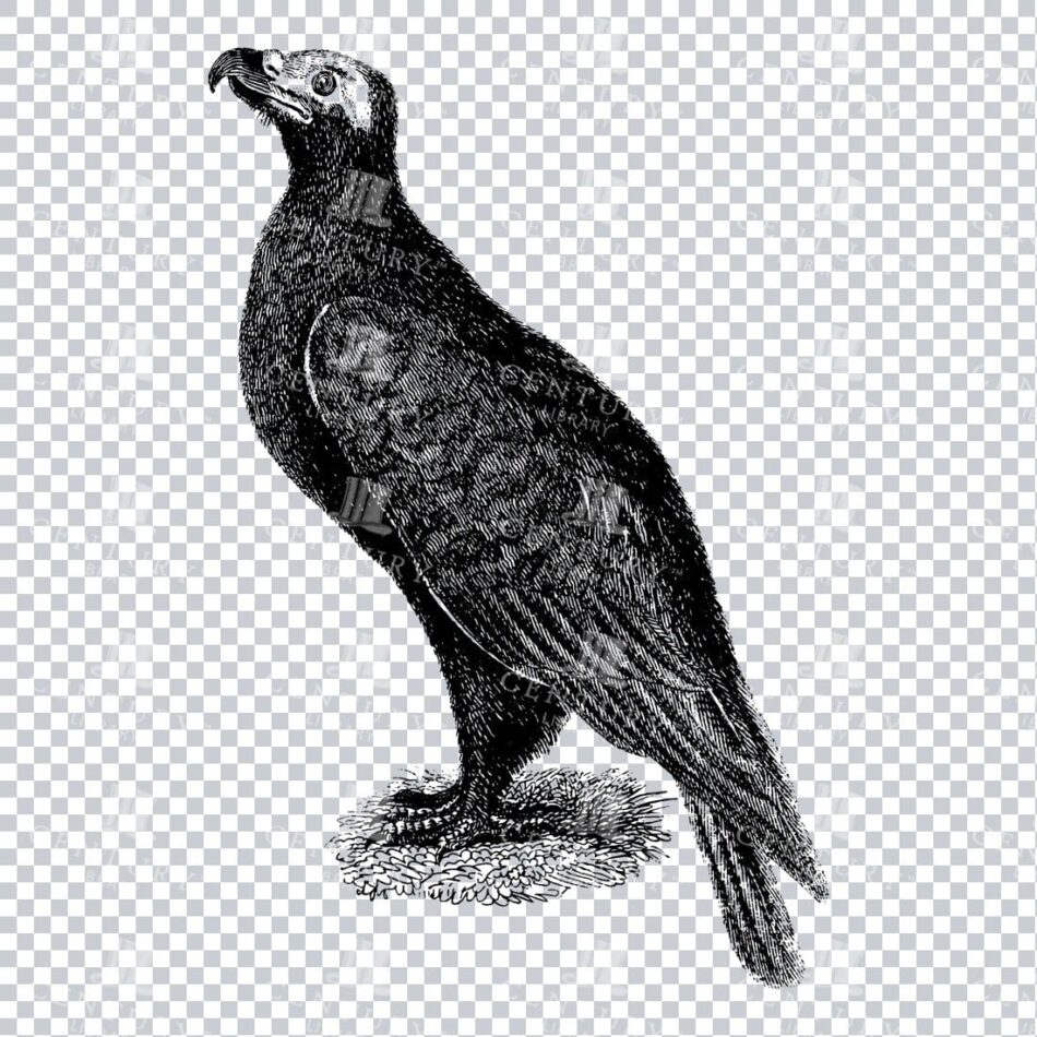 Raptor In Left Profile On A Grassy Clump - Hooked Beak And Layered Plumage - Crosshatched Black-and-white Line Art