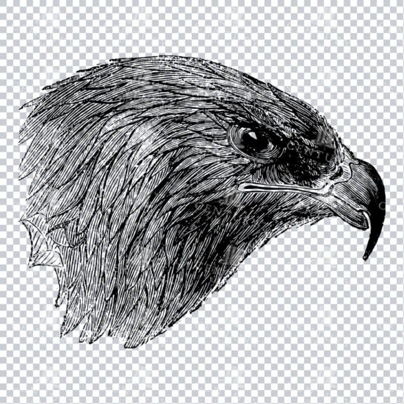 Vintage Line Art Illustration of an Eagle No.2
