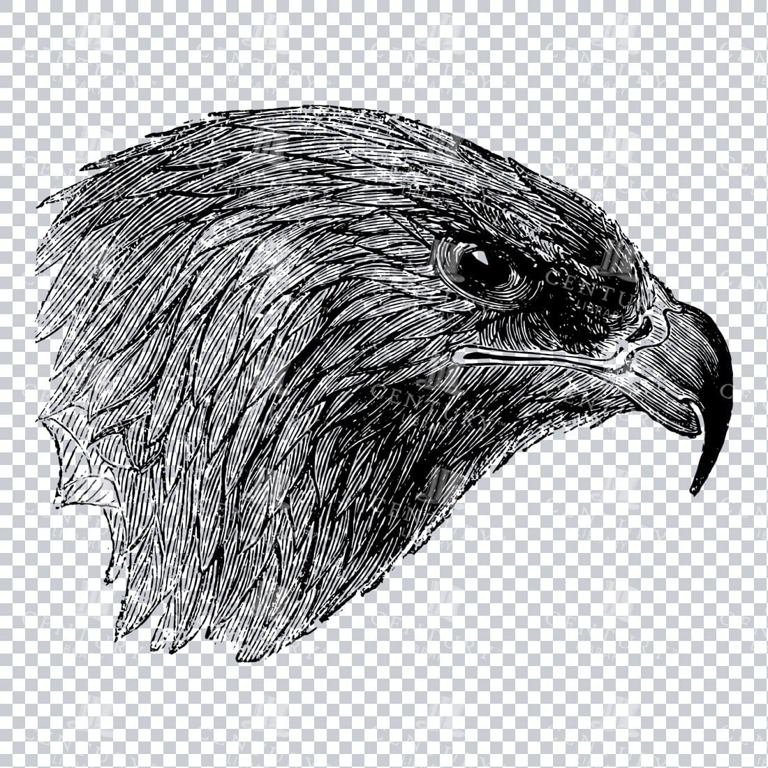 Vintage Line Art Illustration of an Eagle No.2