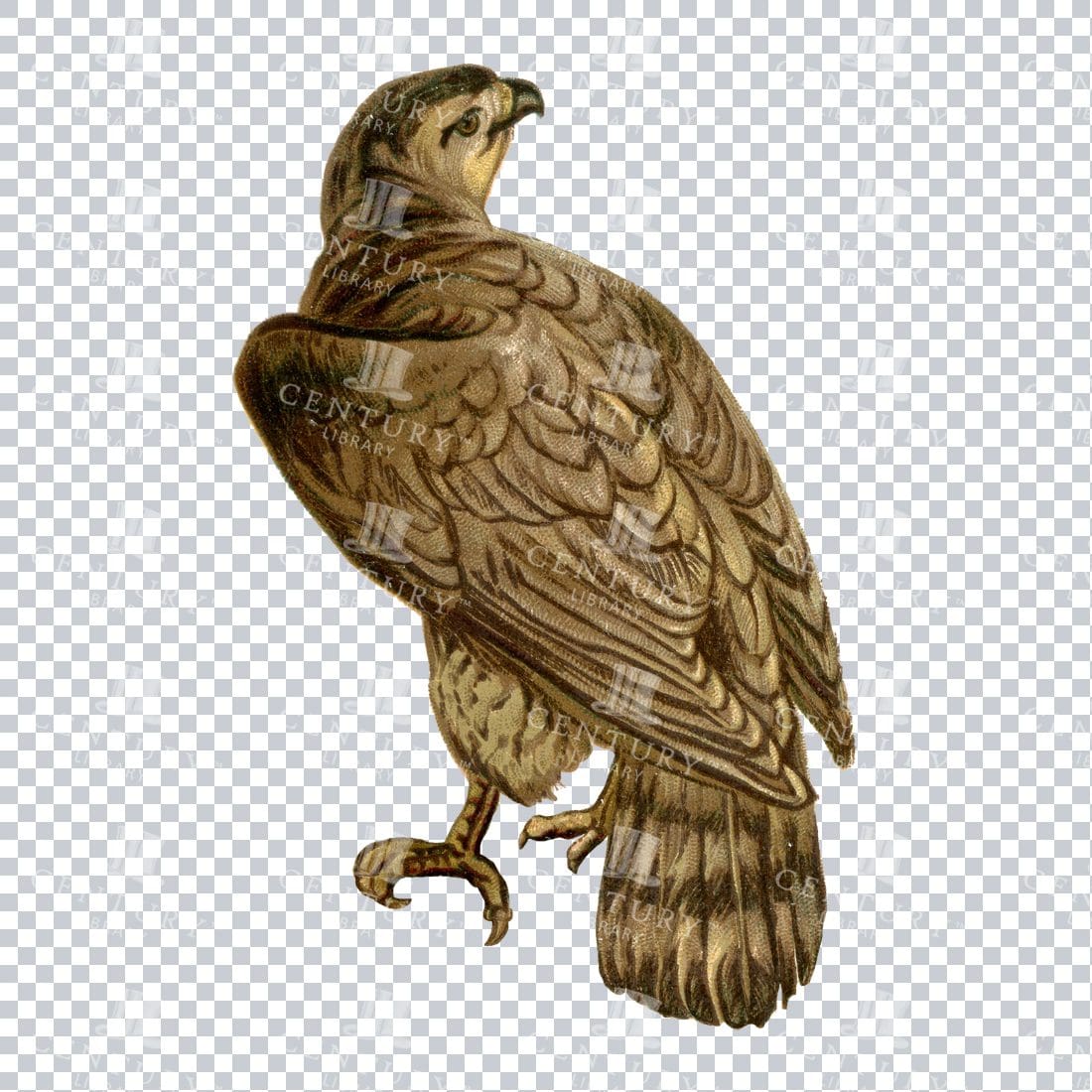 Full Color Vintage Illustration of a an Eagle