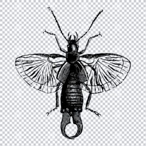 Black and White Line Art Illustration of an Earwig Insect