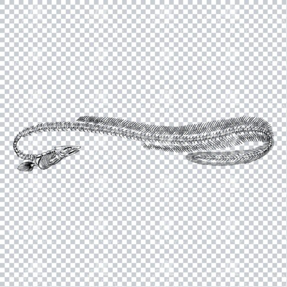 Line Art Illustration of the Skeleton of an Eel Fish