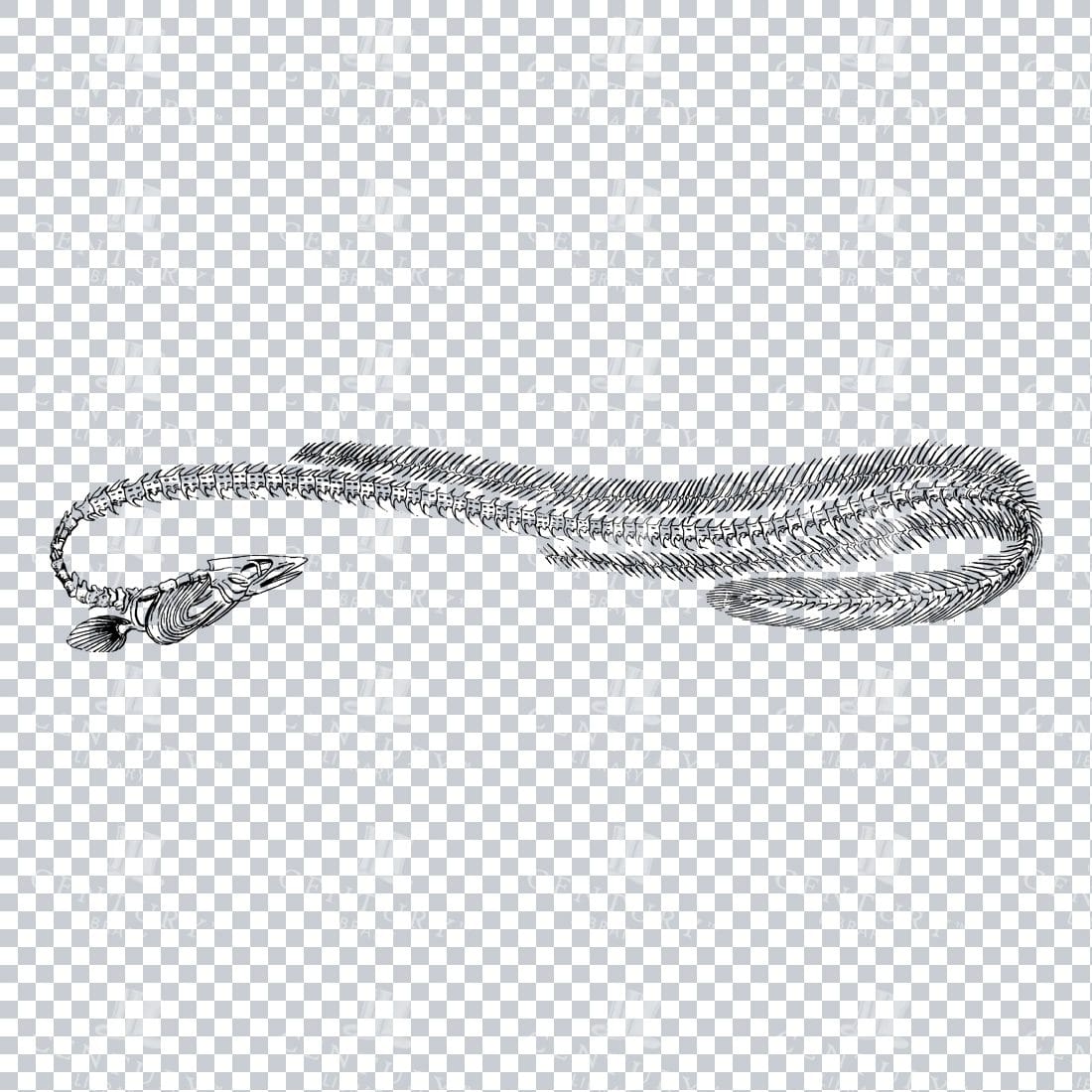 Line Art Illustration of the Skeleton of an Eel Fish
